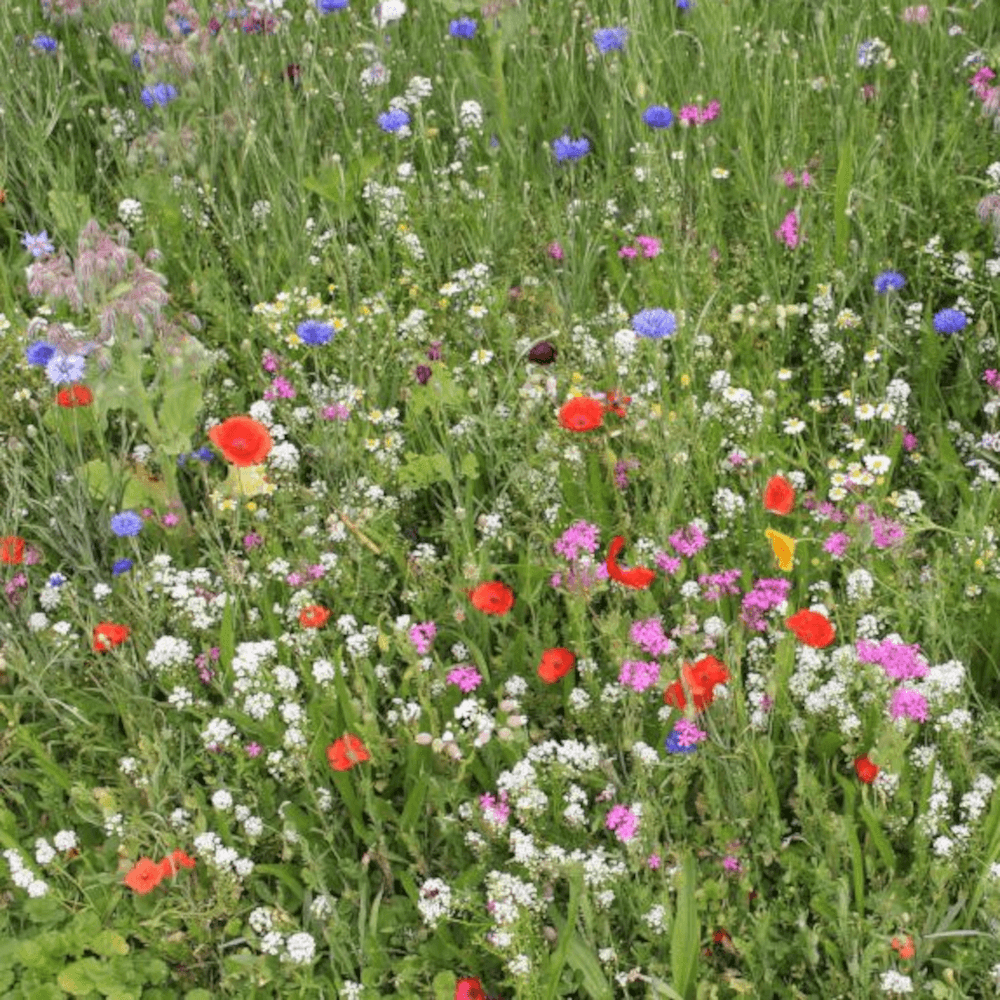 Wildblumen- und Kräuterwiese ohne Gräser GF 895