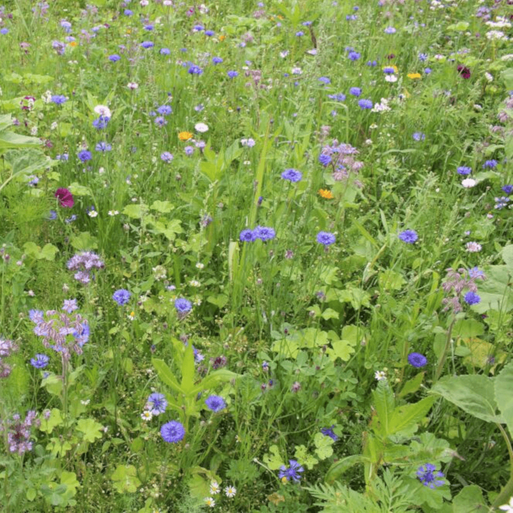 Wildblumen- und Kräuterwiese ohne Gräser GF 895