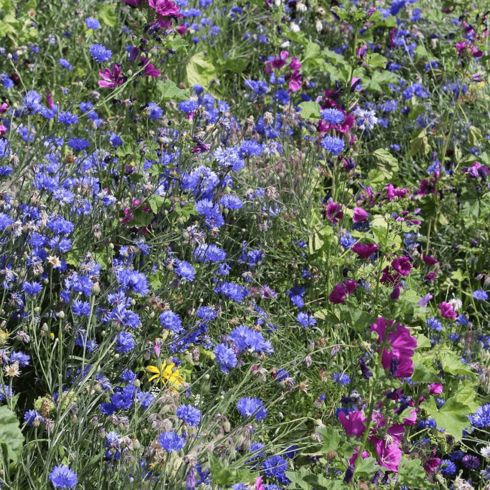 Wildblumen- und Kräuterwiese ohne Gräser GF 895