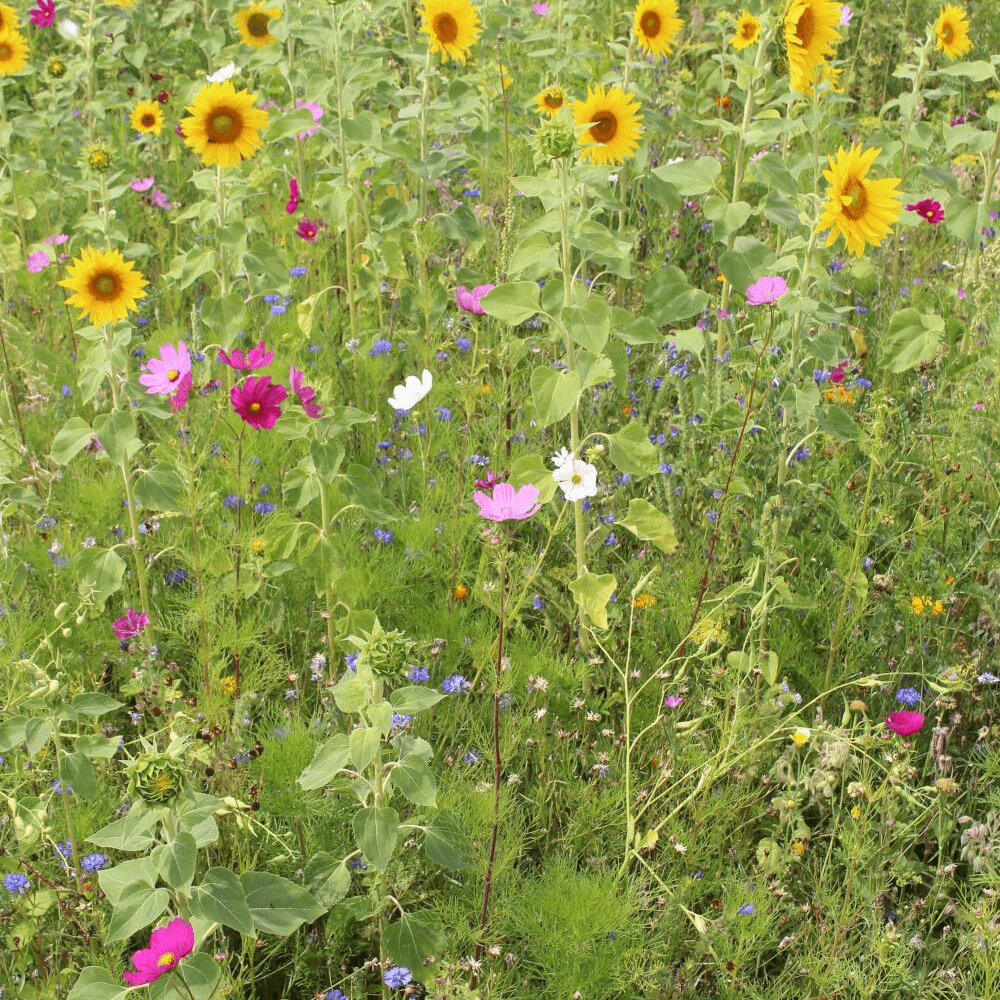 Wildblumen- und Kräuterwiese ohne Gräser GF 895