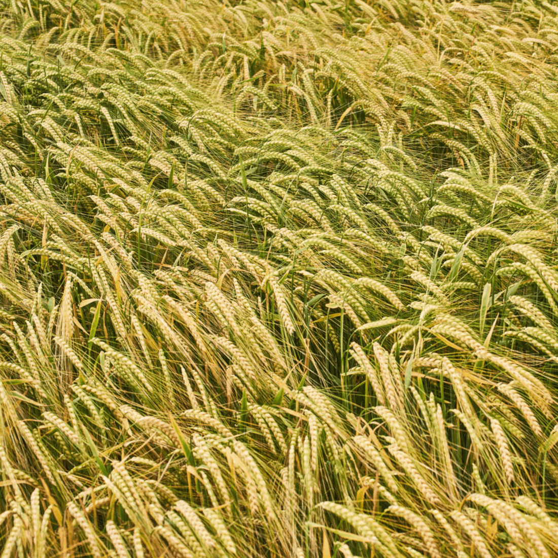 KWS Donau Winterbraugerste Saatgut zweizeilig