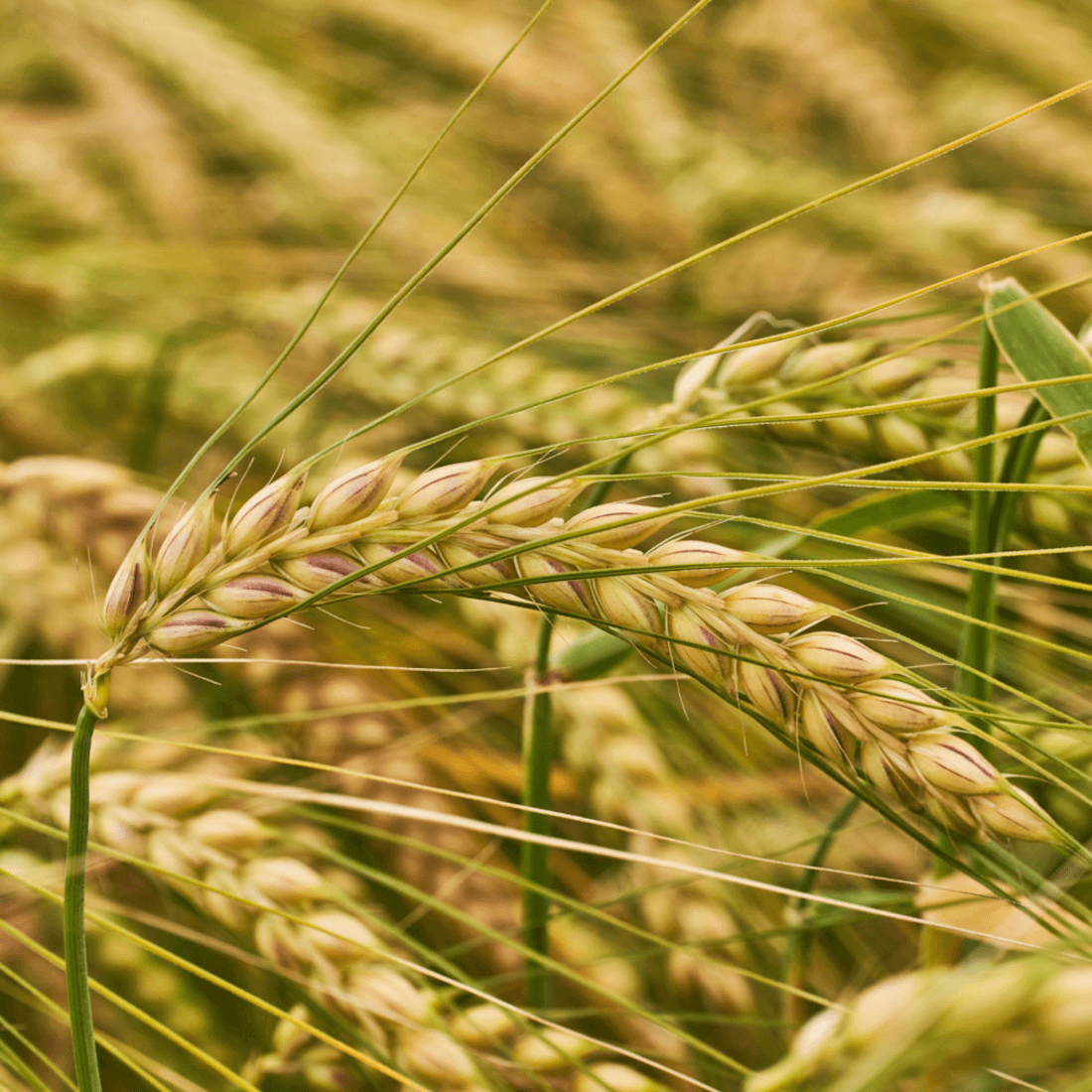 KWS Donau Winterbraugerste Saatgut zweizeilig