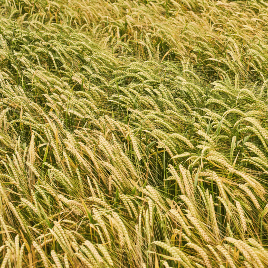 KWS Donau Winterbraugerste Saatgut zweizeilig
