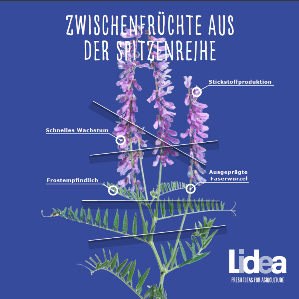 Lidea Zwischenfruchtmischung LIDCOVER AUXIL