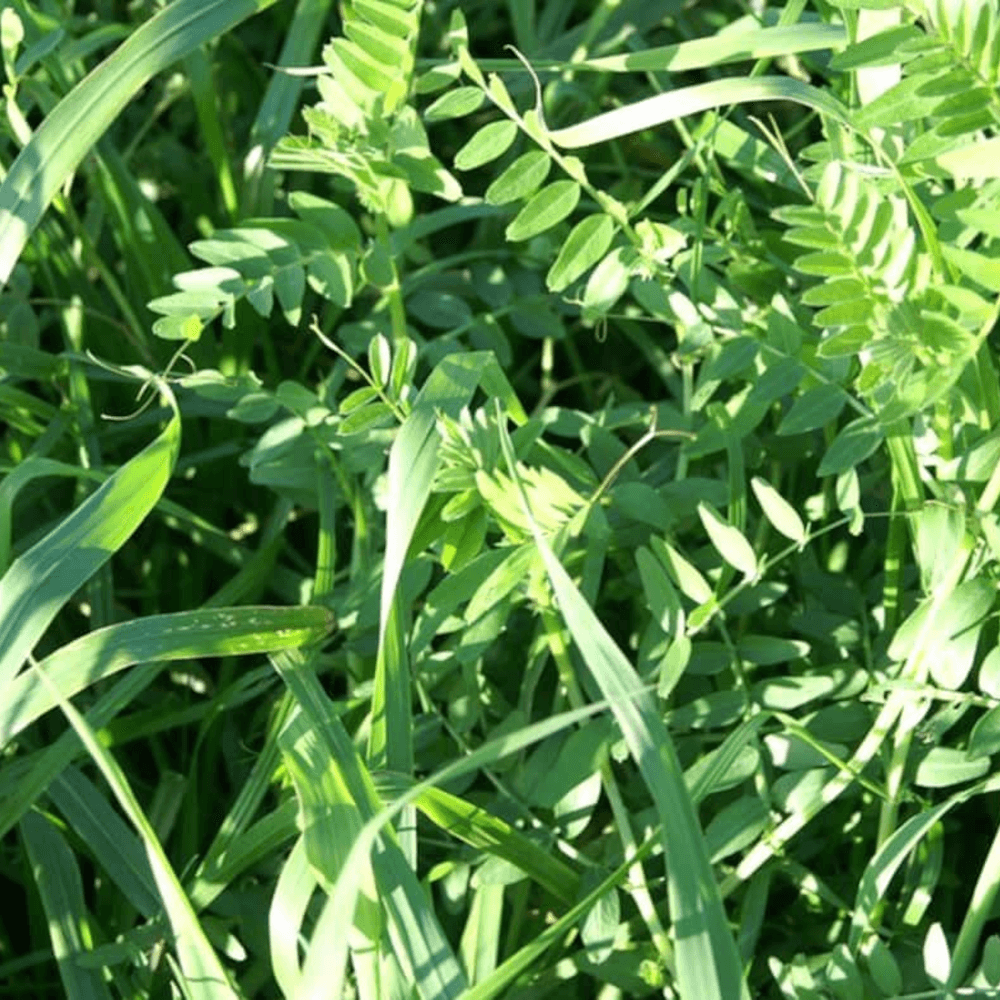 Lidea Zwischenfrucht LIDCOVER FLEXI