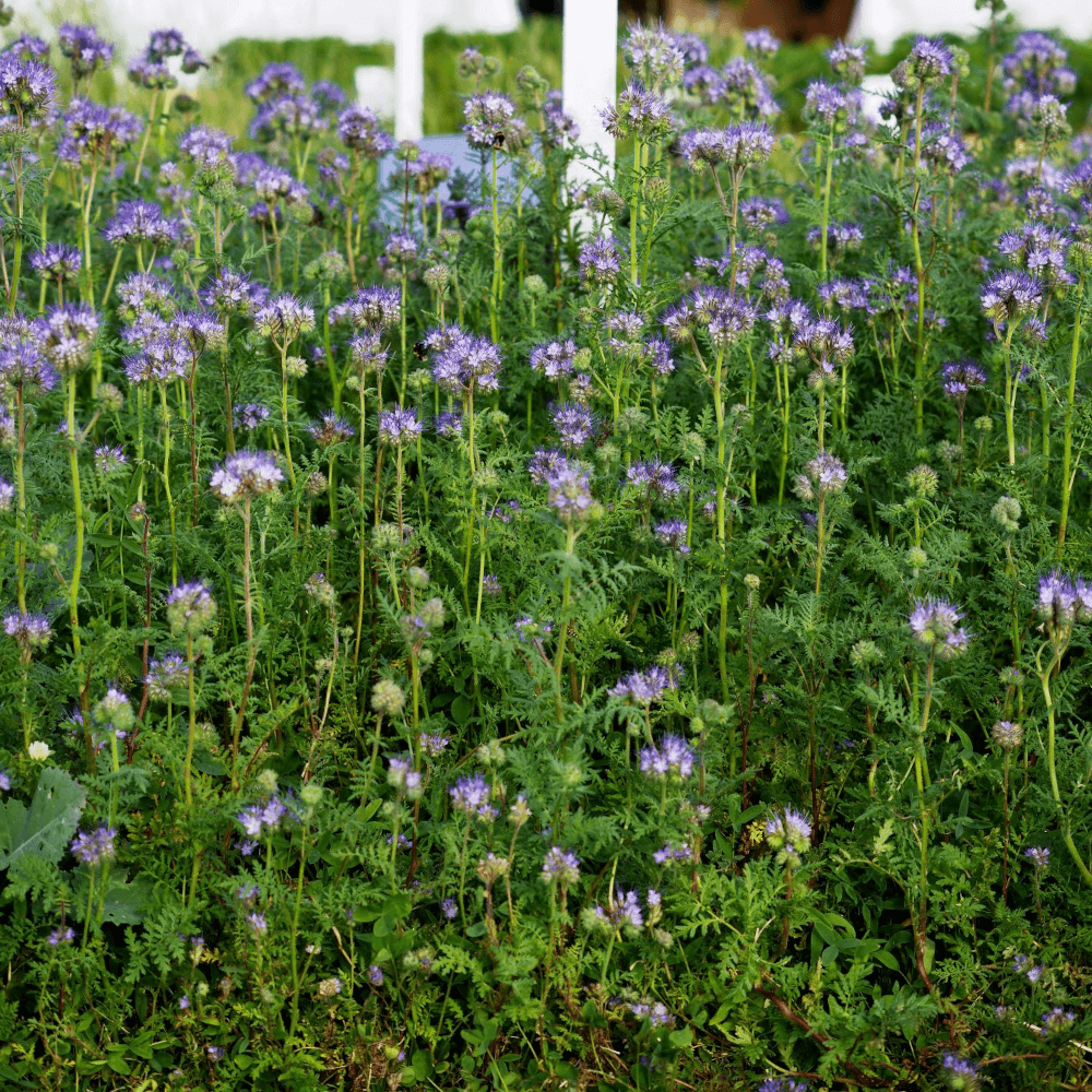 Lidea Zwischenfrucht LIDCOVER NITRO 2.0 