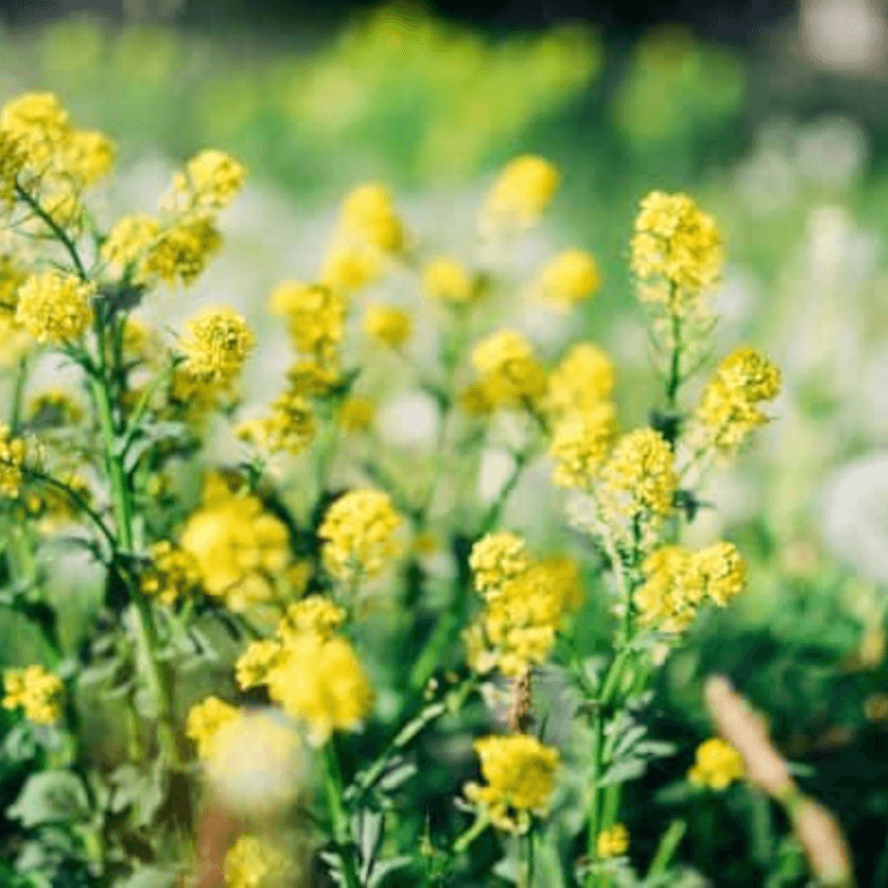 Lidea Zwischenfruchtmischung LIDCOVER SPEEDGREEN