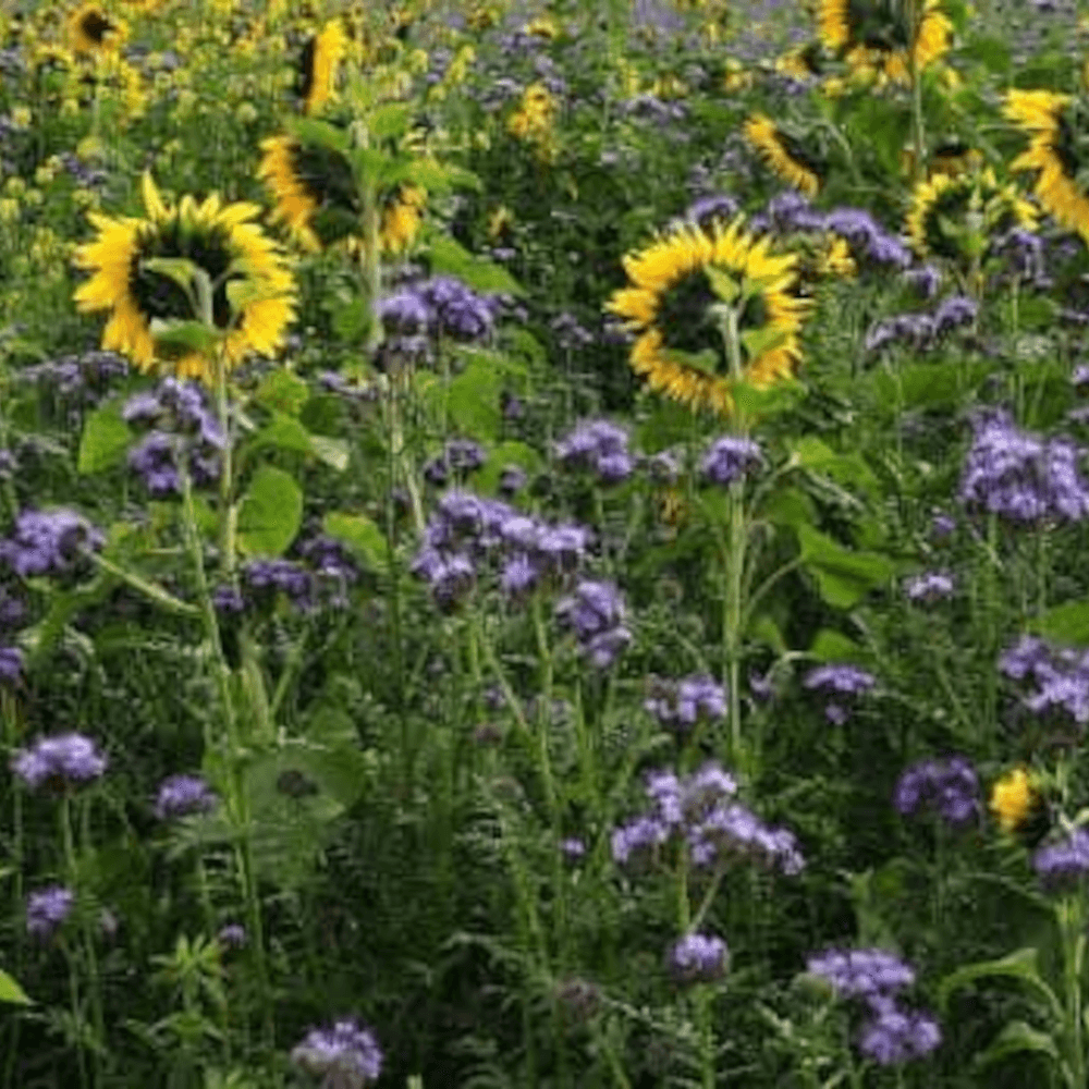 Lidea Zwischenfrucht LIDCOVER STRUCTUR