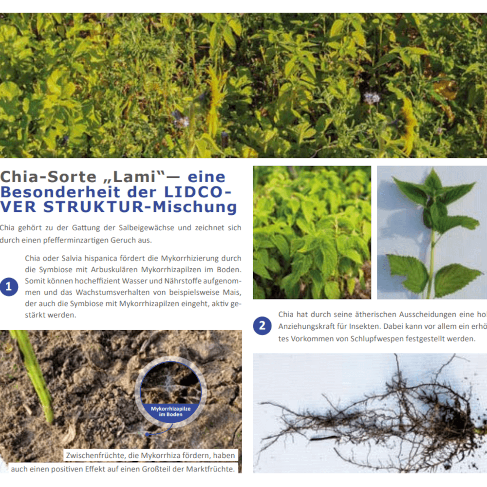 Lidea Zwischenfrucht LIDCOVER STRUCTUR