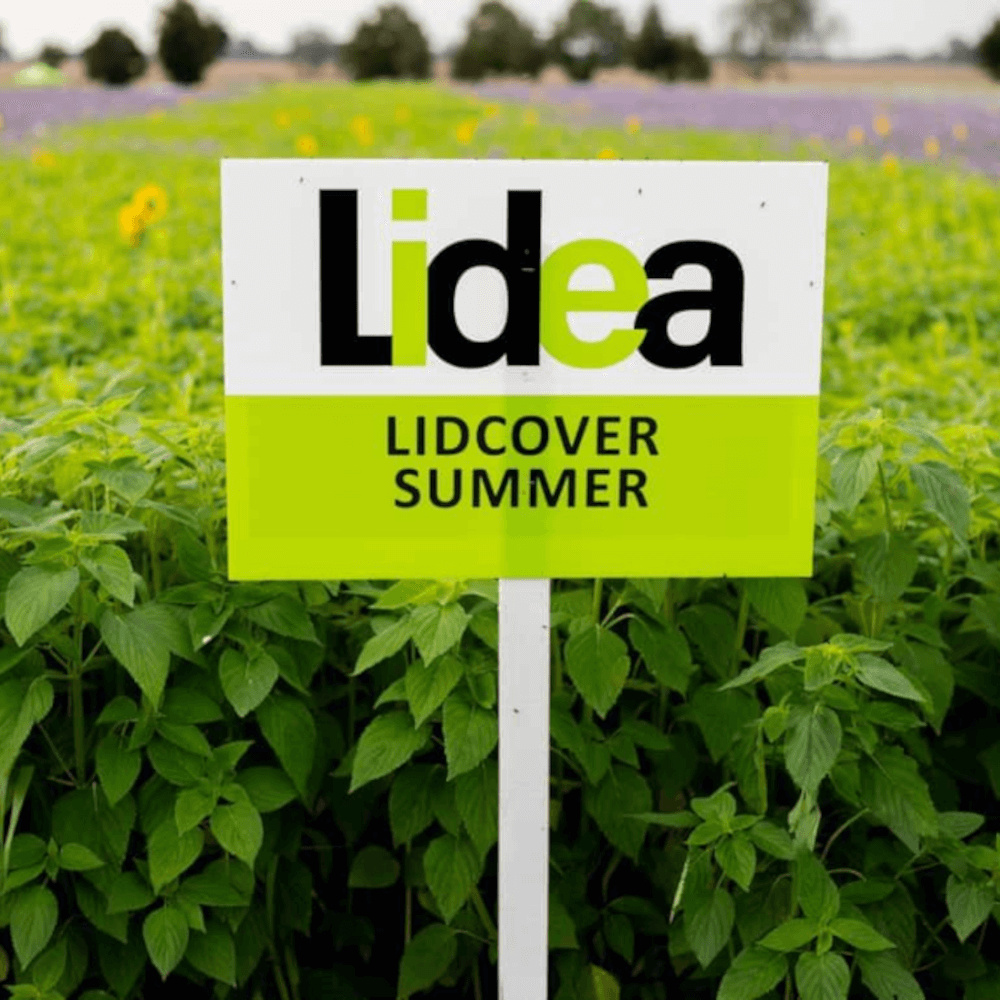Lidea Zwischenfrucht LIDCOVER SUMMER