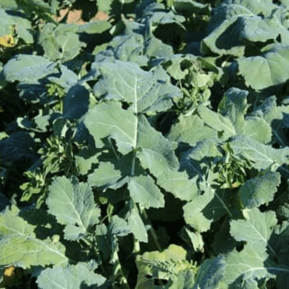 Lidea Zwischenfrucht LIDSYMBIO VF+