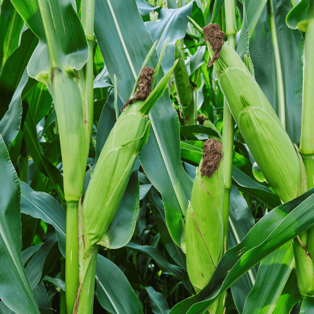 Lidea Mais Already S 250