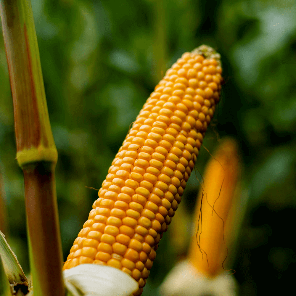 Lidea Mais ES Blackjack