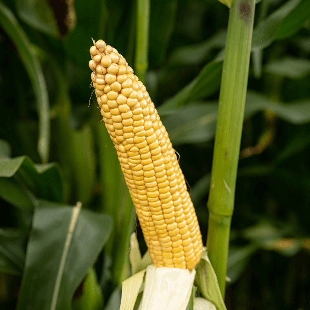 Lidea Mais Stromboli CS S 270