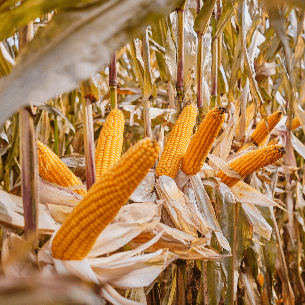 Lidea Mais Tonifi CS BIO ÖKO