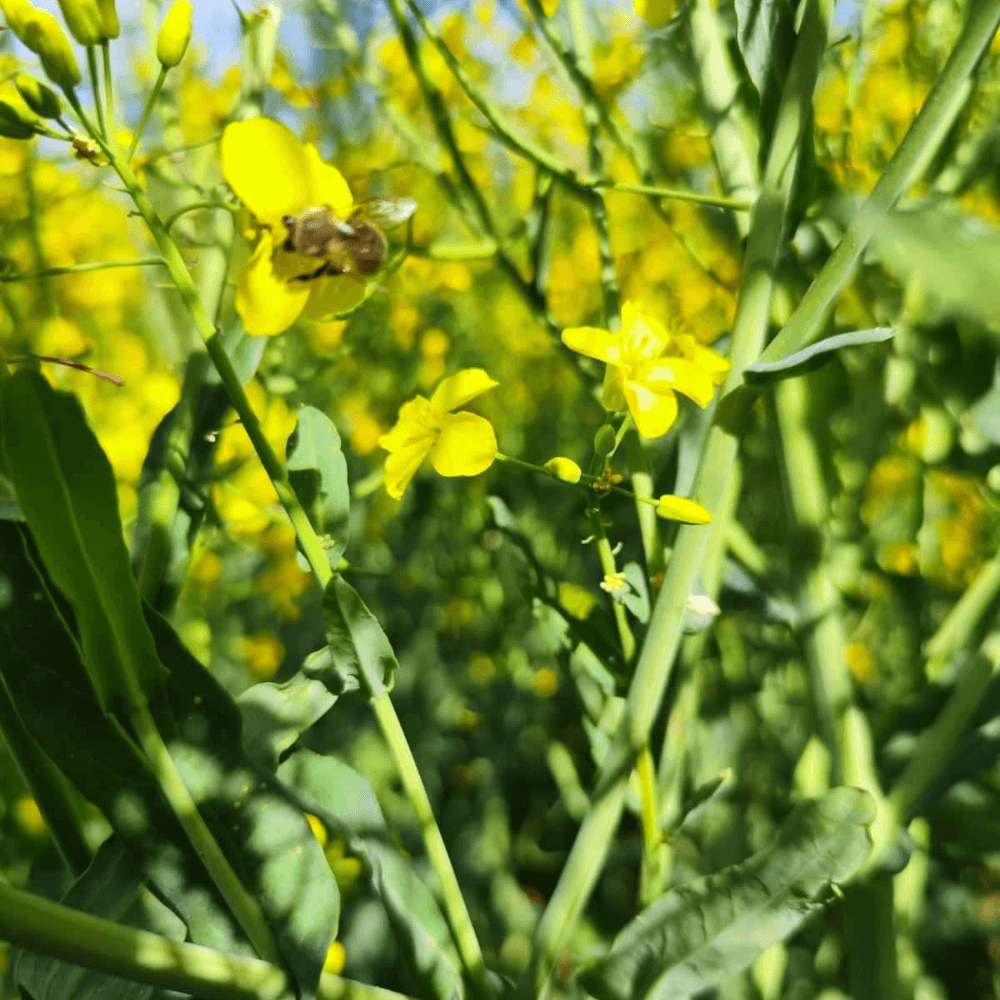 Lidea Raps Amoroso Scenic® Gold +Lumiposa®