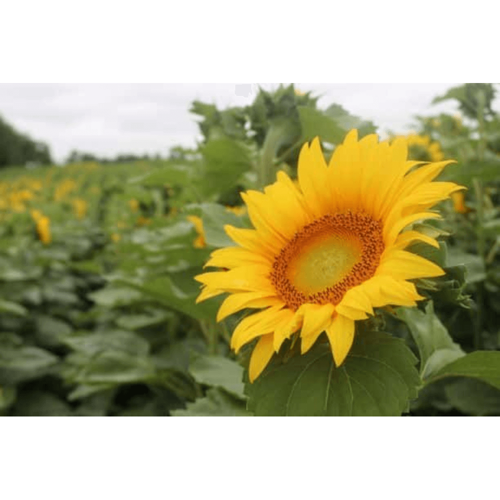 Lidea ES LENA Körner- Sonnenblume