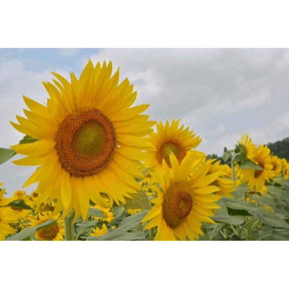 Lidea ES MONALISA Körner- Sonnenblume