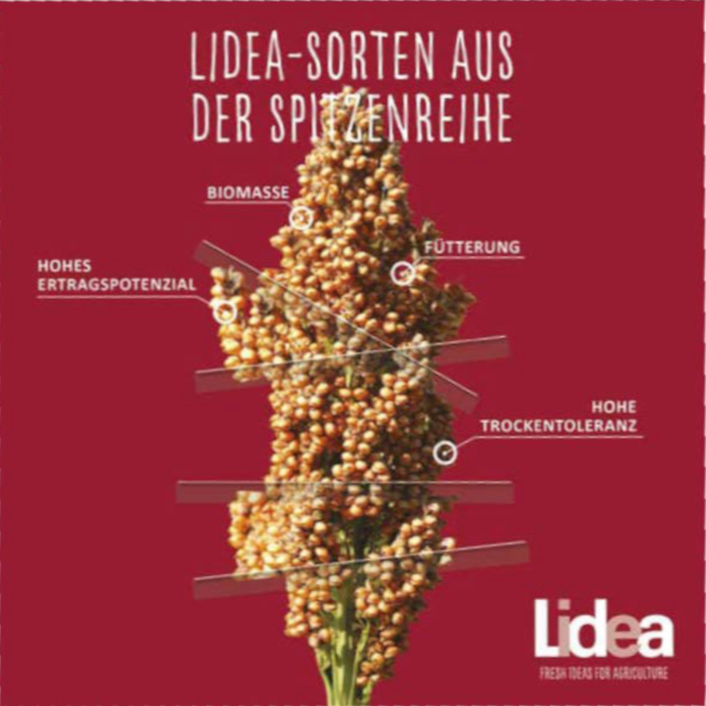 Lidea ARSKY sehr früher Körnersorghum