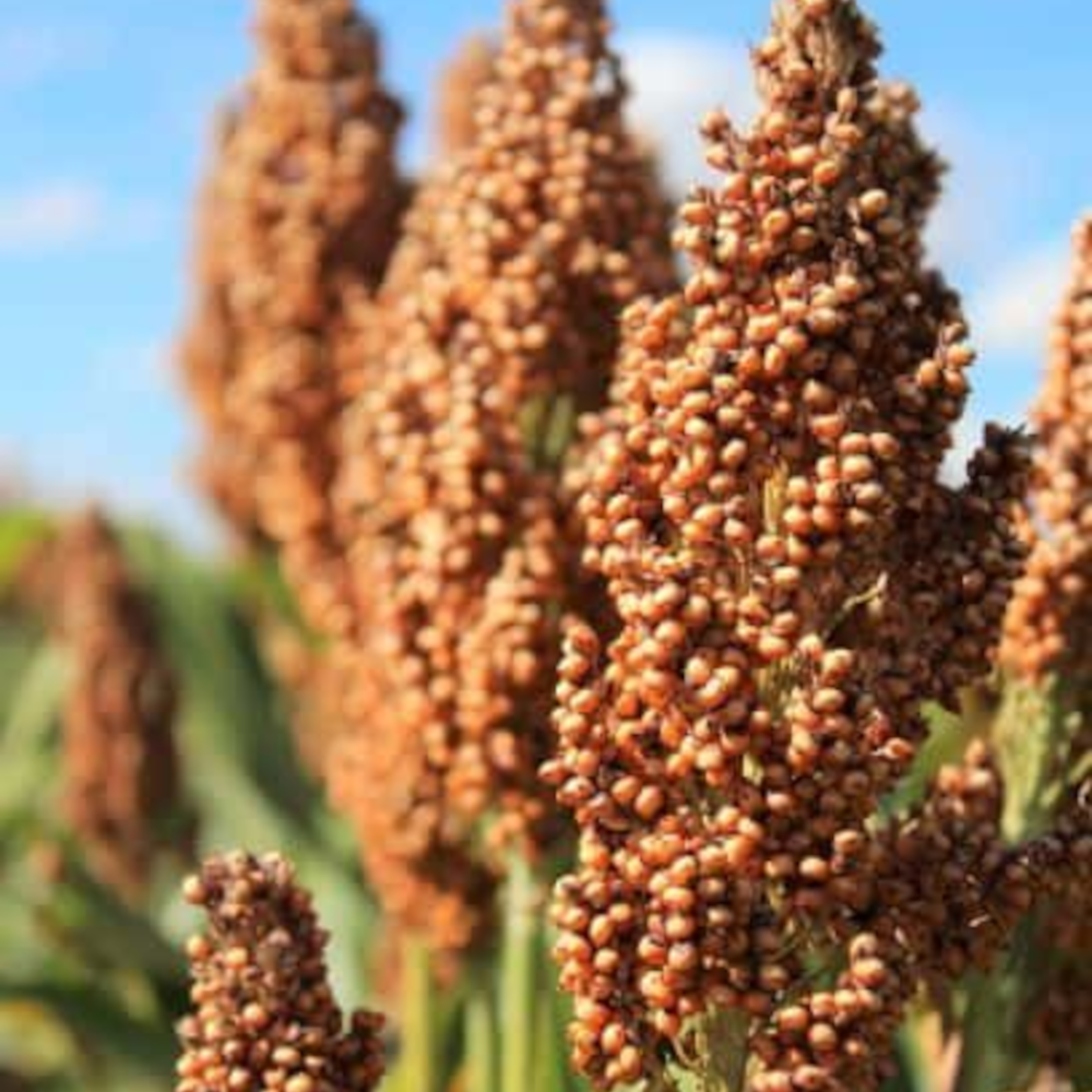 Lidea ARSKY sehr früher Körnersorghum