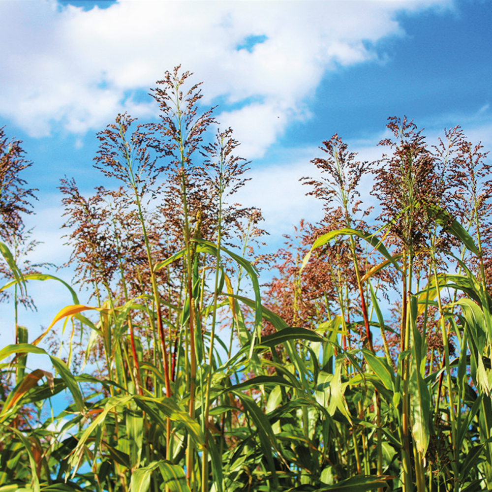 Lidea STYX mittelfrüher Biomassesorghum