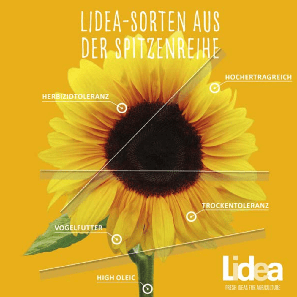 Lidea Sonnenblumen 1025L BIO