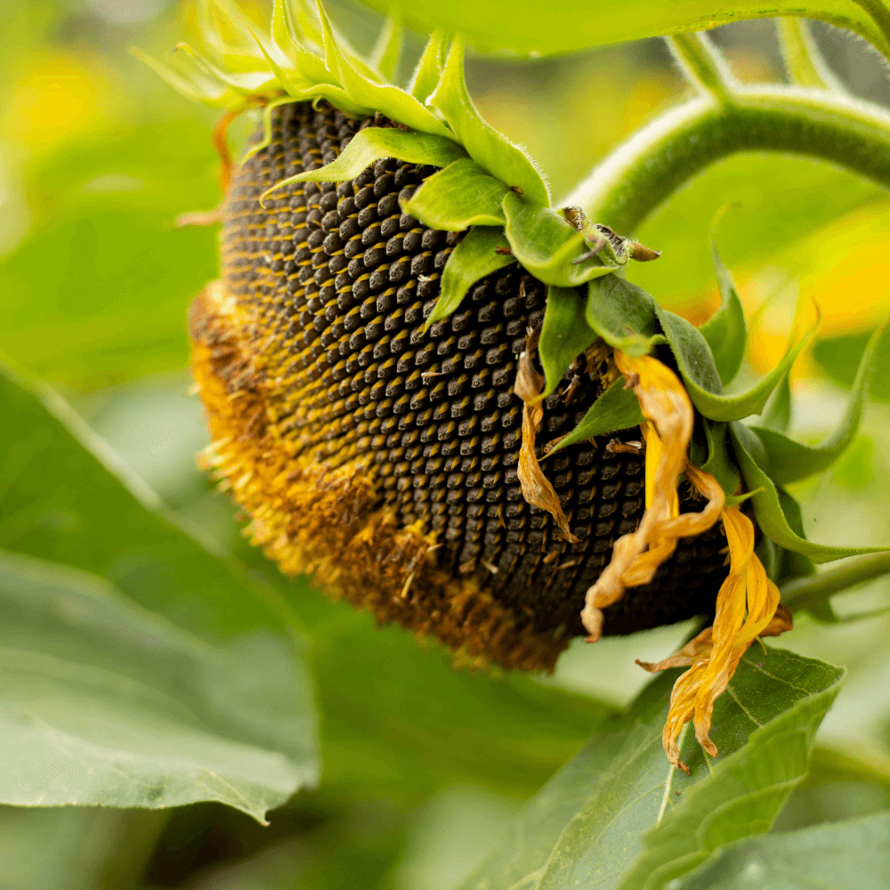 Lidea Sonnenblumen 1046H SU