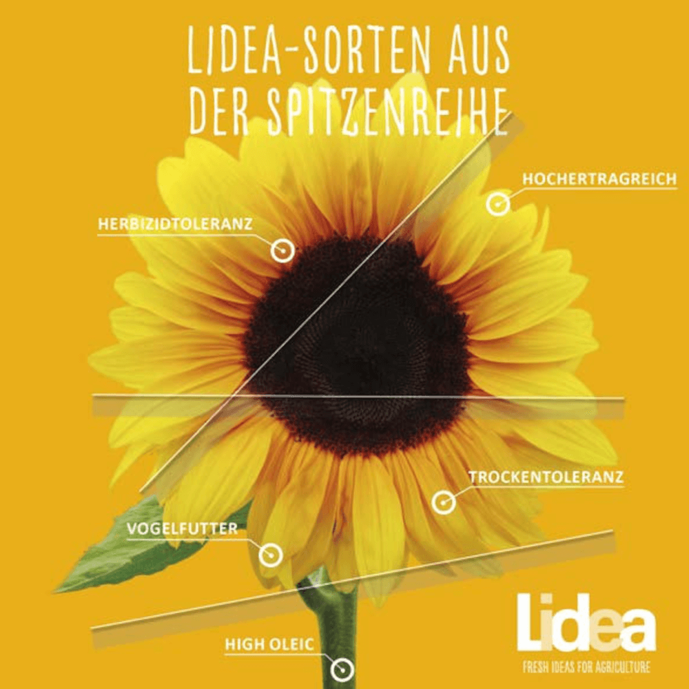 Lidea Sonnenblumen ES AGORA BIO