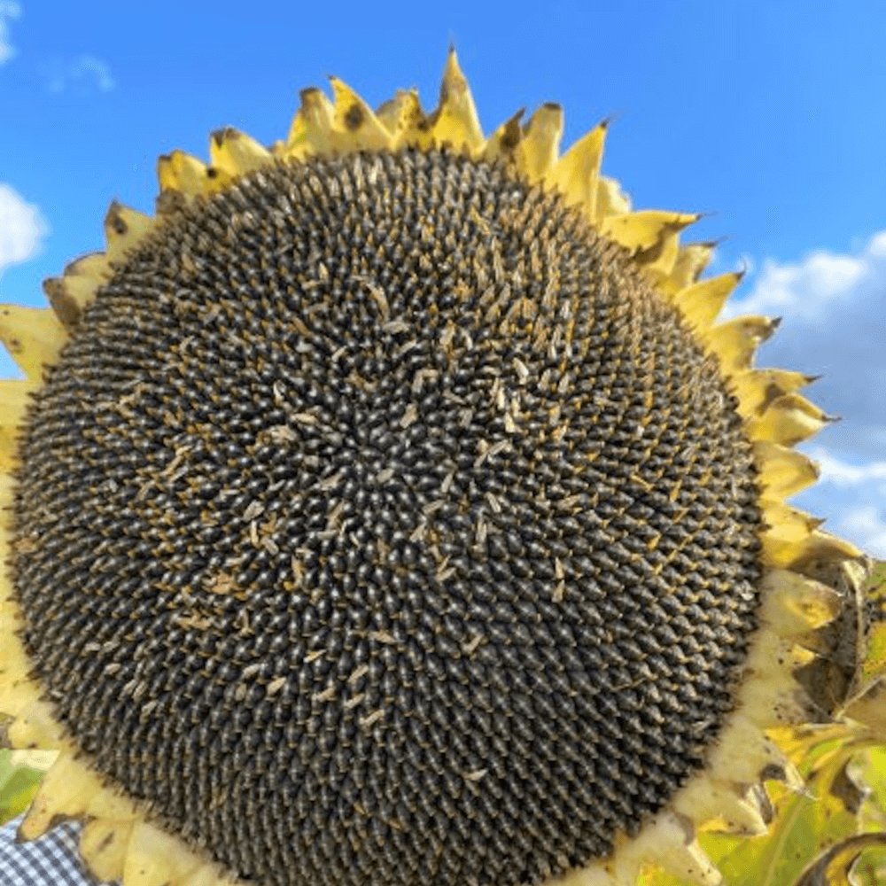 Lidea Sonnenblumen ES AGORA BIO