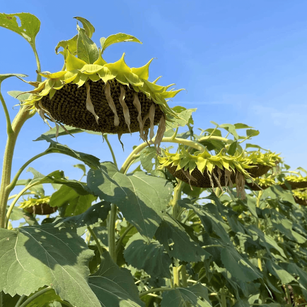 Lidea Sonnenblumen ES CEYLON SU