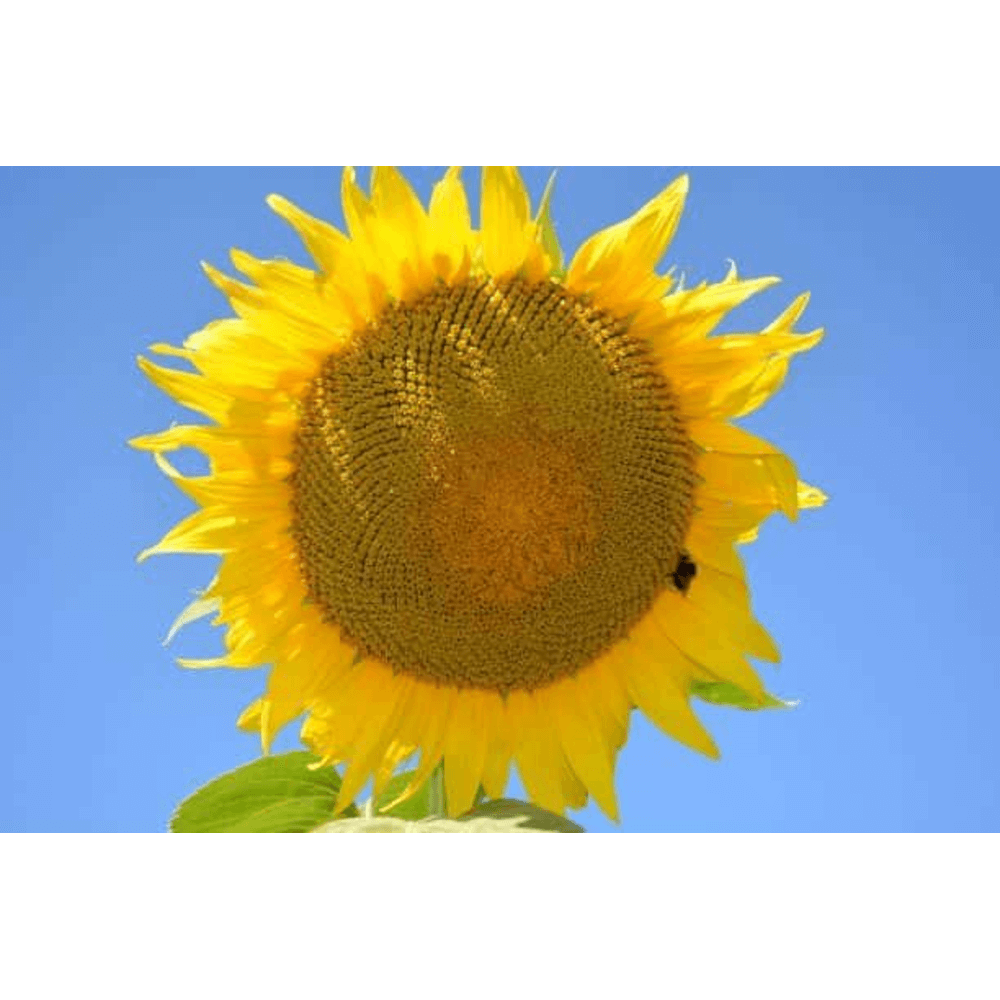 Lidea Sonnenblumen ES SAVANA BIO