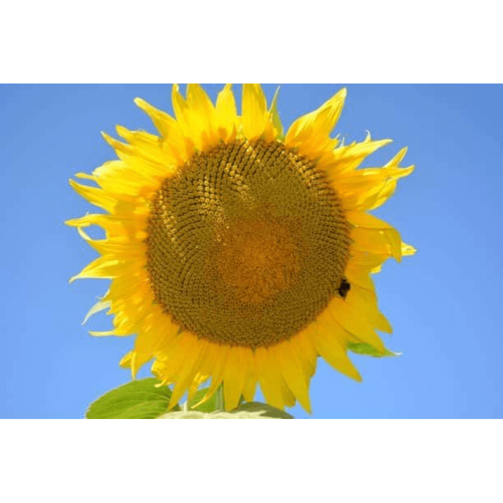 Lidea Sonnenblumen ES SAVANA