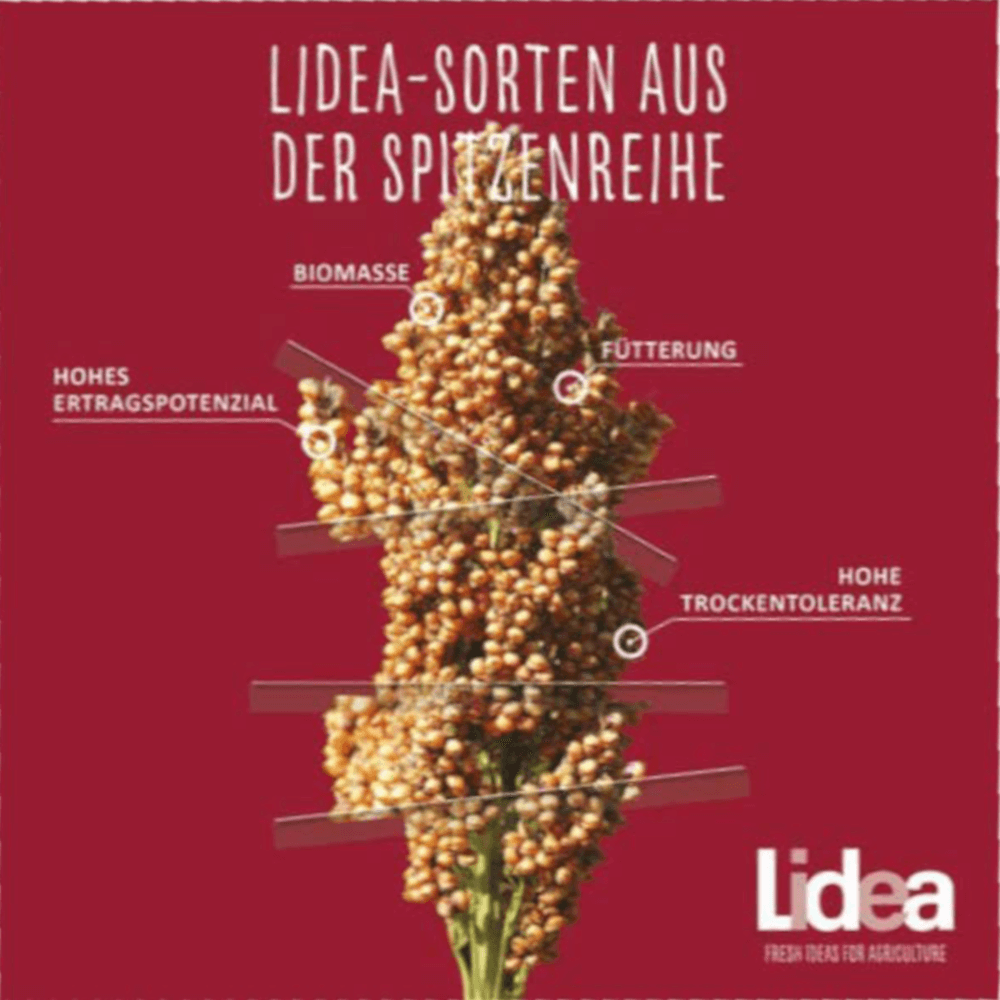 Lidea Sorghum ALBANUS