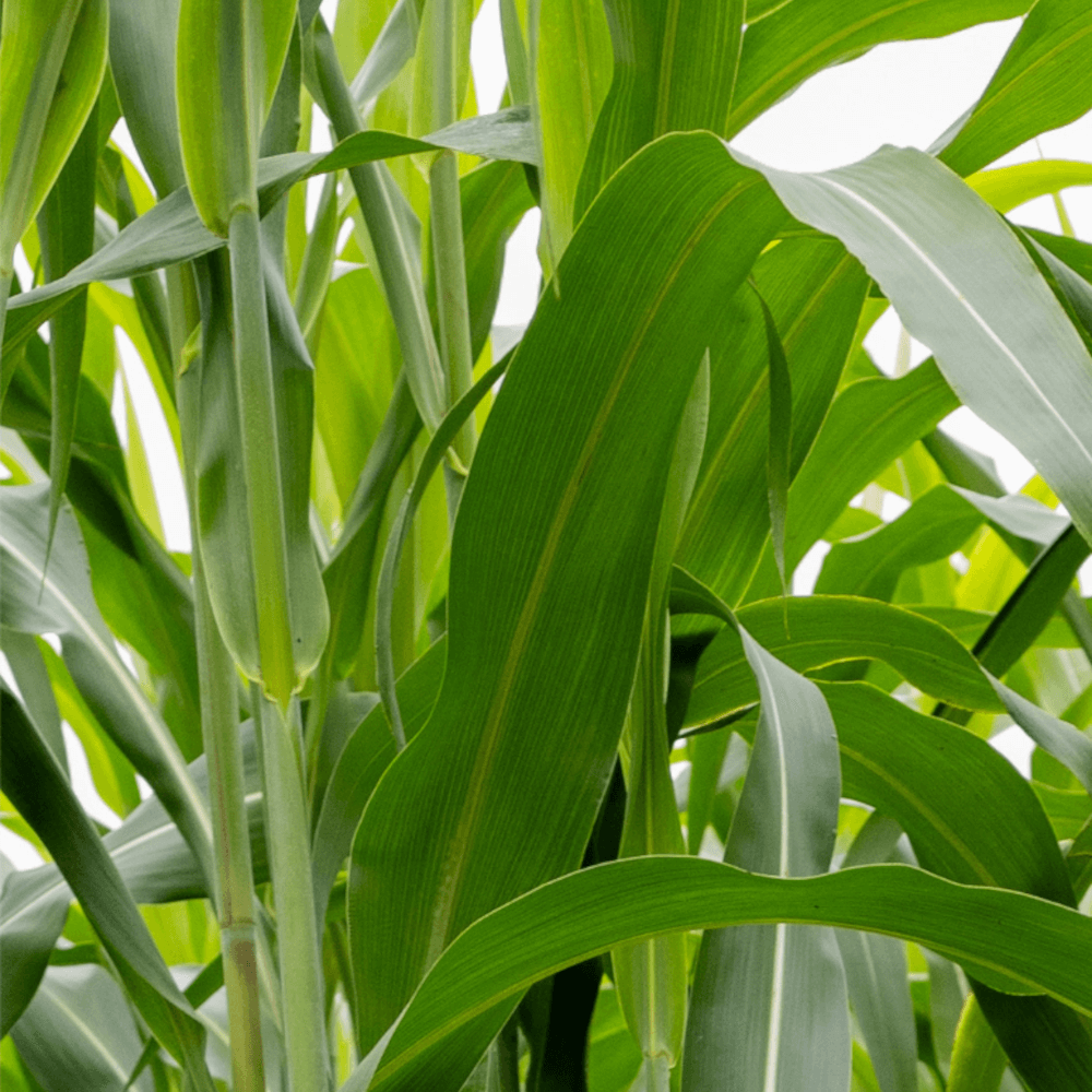 Lidea Sorghum Emeraude