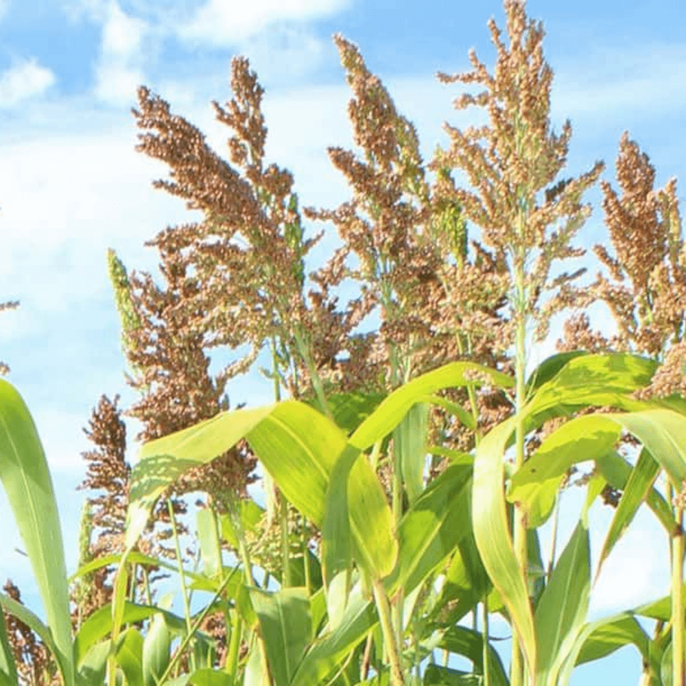 Lidea Sorghum Emeraude
