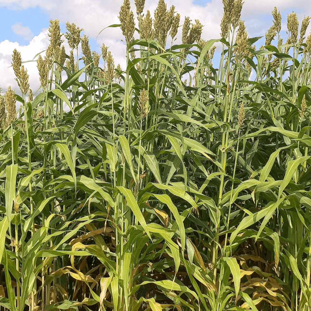 Lidea Sorghum ES HYPERION