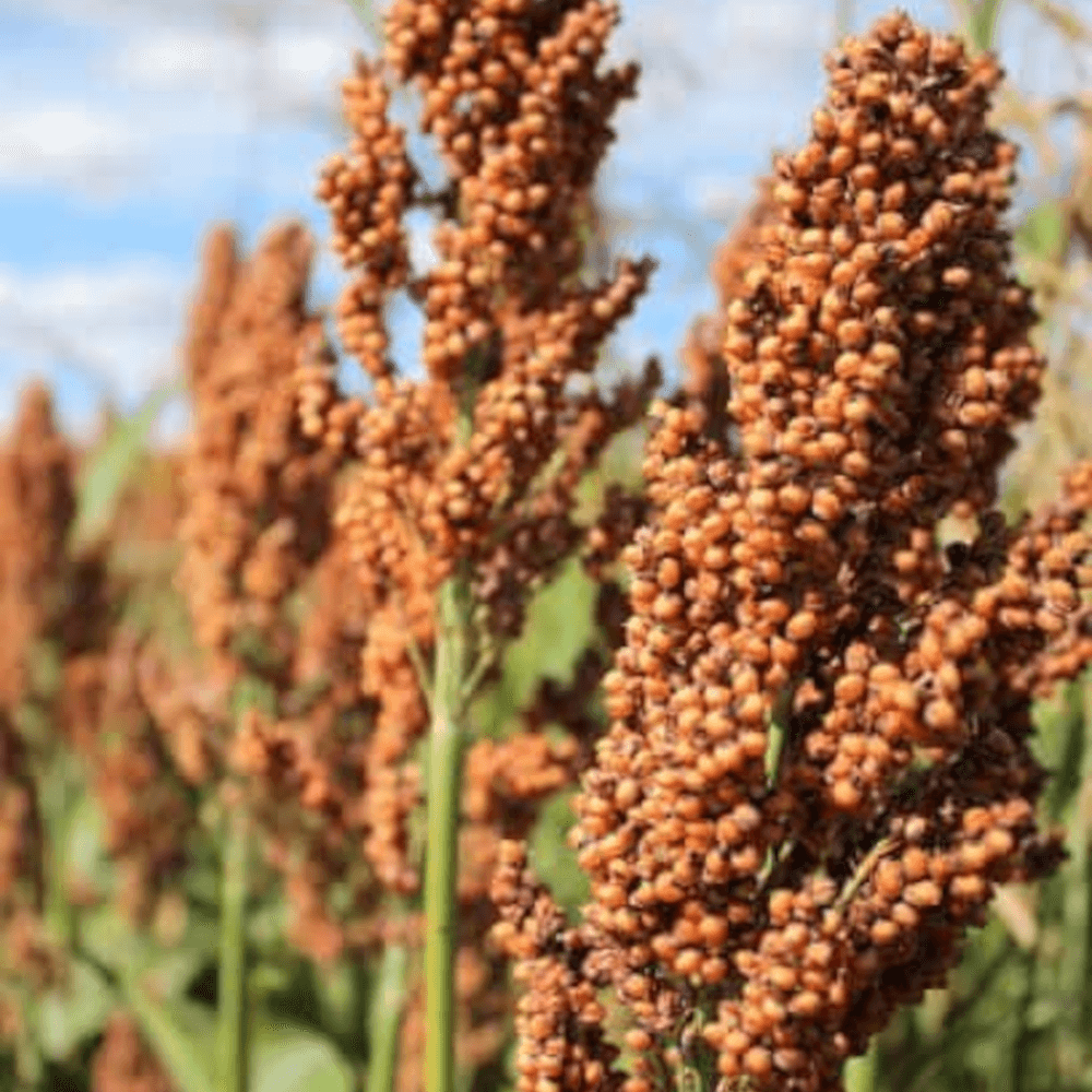 Lidea Sorghum ES WILLY Bio