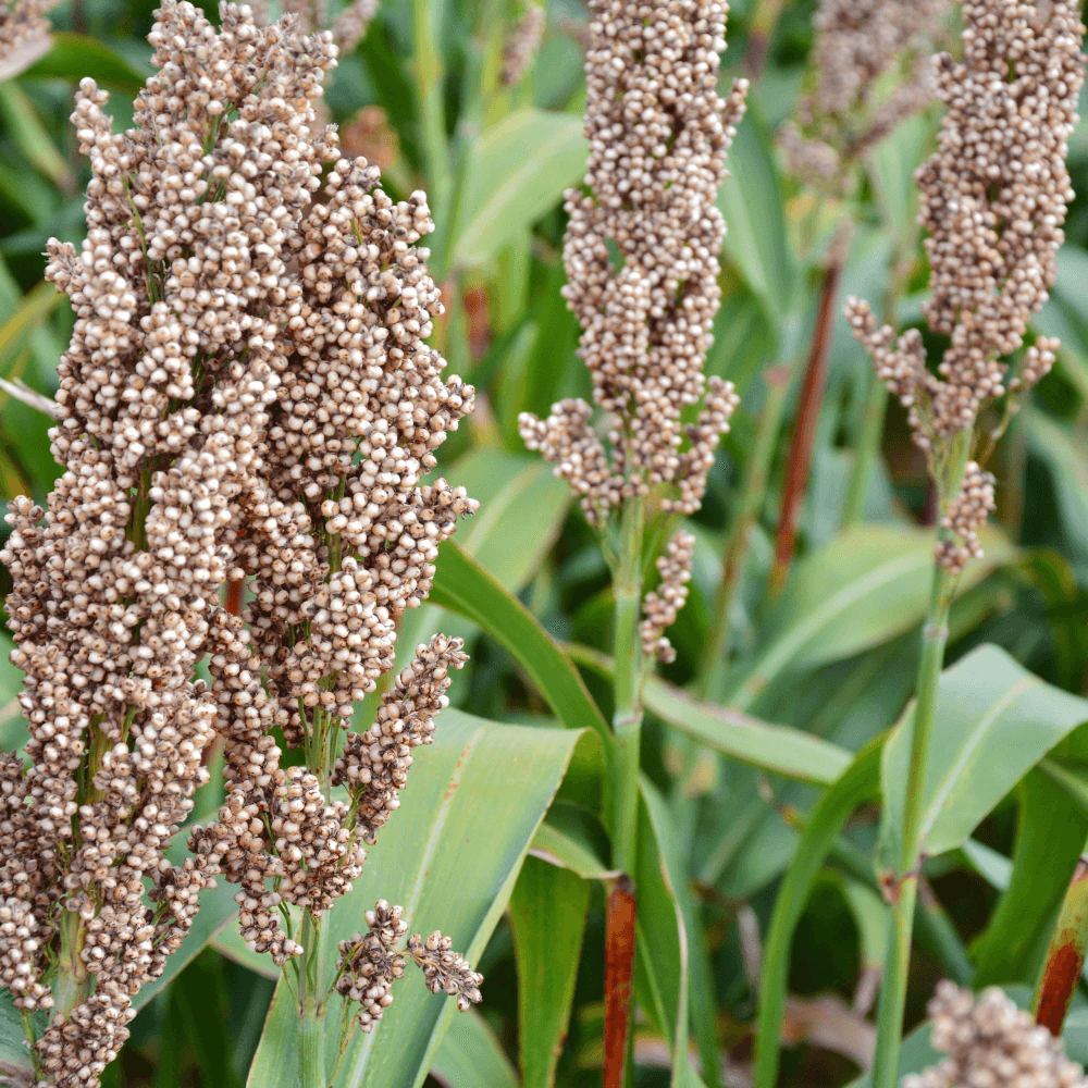 Lidea Sorghum LID ZEALANDIA SU