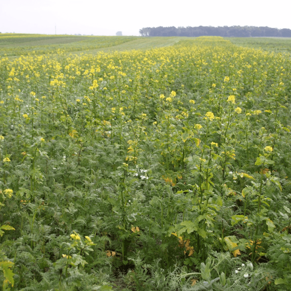 Lidea Zwischenfruchtmischung LIDVINE NEMA