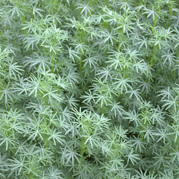 Lupinen (Lupinus)