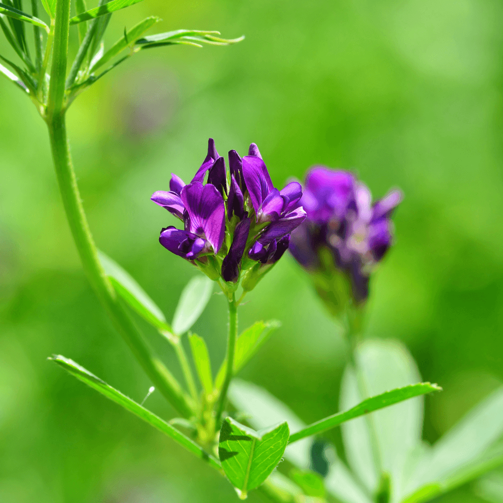 Luzerne (Medicago sativa) ÖKO