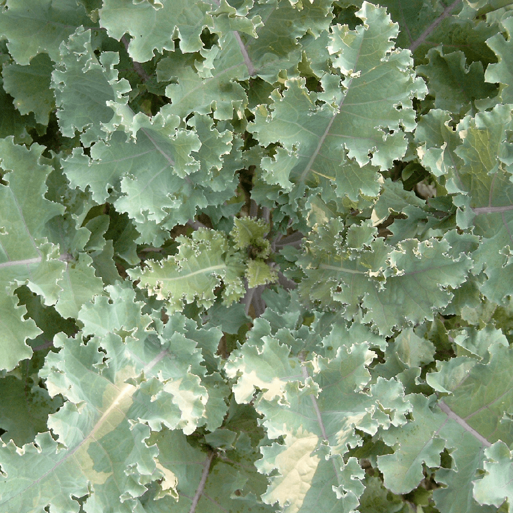 Chou mollier (Brassica oleracea)