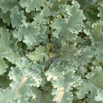 Markstammkohl (Brassica oleracea)