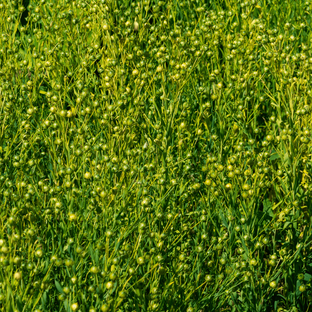 Öllein (Linum usitatissimum)