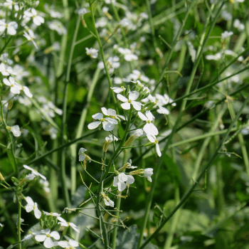 Ölrettich (Raphanus sativus)