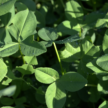 Perserklee (Trifolium resupinatum) Resal