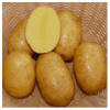 Mehlige Saatkartoffeln / Pflanzkartoffeln online bestellen