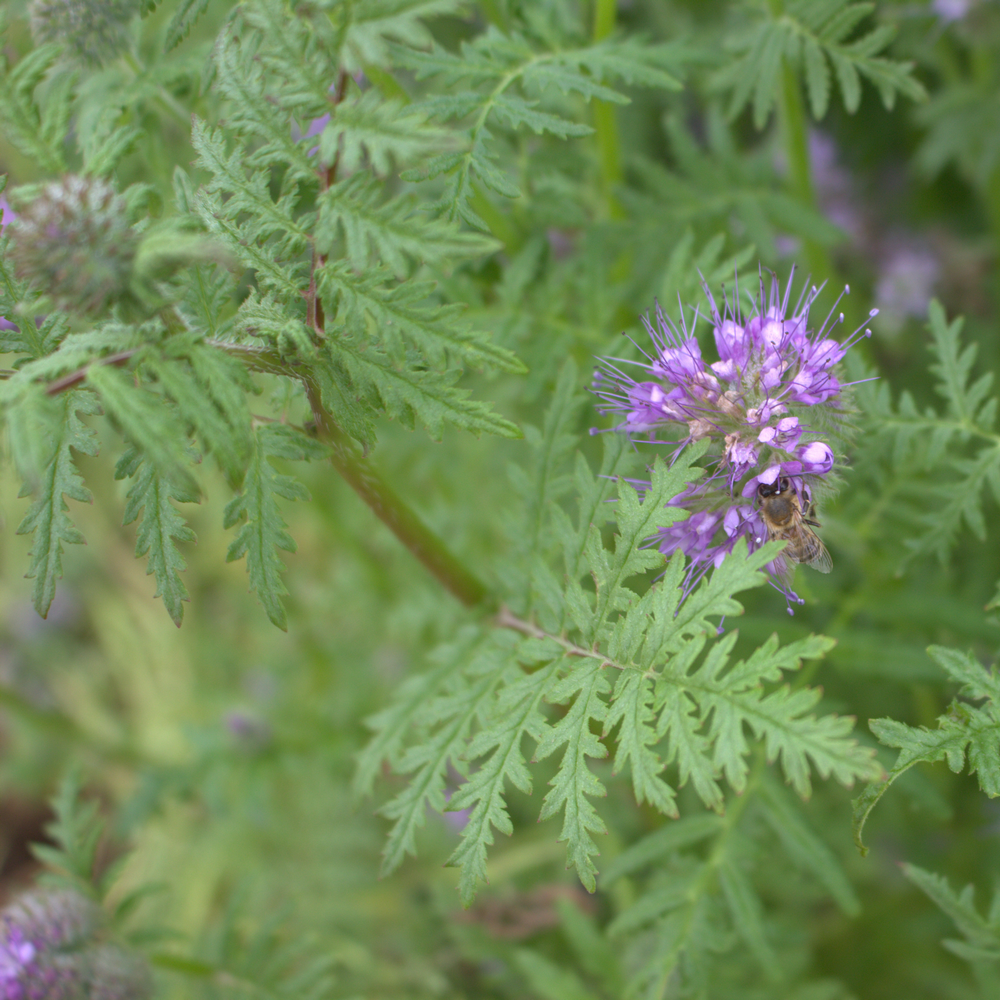 Phacelia (Phacelia tanacetifolia)