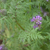 Blumensamen für Wiese und Garten