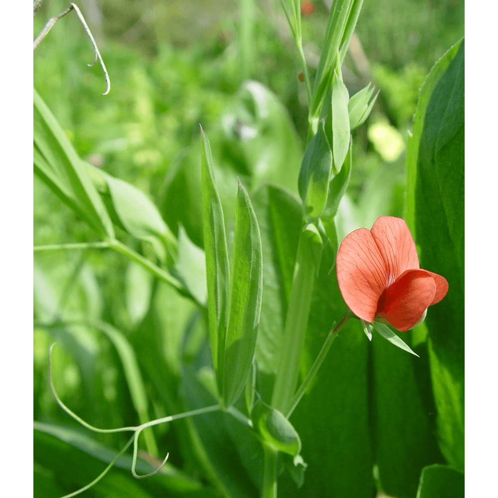 Platterbse (Lathyrus)